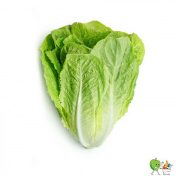Laitues romaines - 900g-1100g