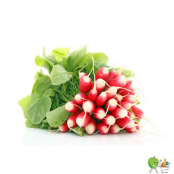 Radis rouges botte 250g