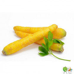 Carottes jaunes Bio -...