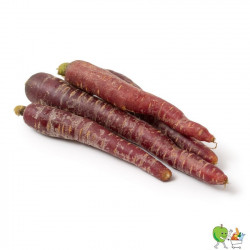 Carottes violettes -...