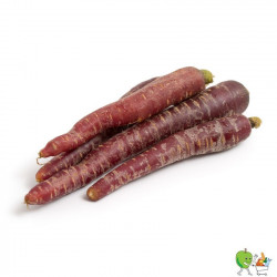 Carottes violettes -...