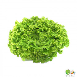 Salade batavia - Piéce