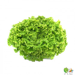Salade batavia - Piéce