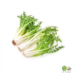 Salade dent de lion racine...