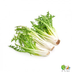 Salade dent de lion racine...