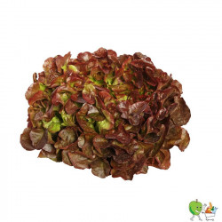 Salade feuille rouge - Piéce
