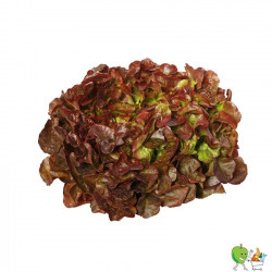 Salade feuille rouge - Piéce