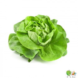 Salade feuille verte - Piéce