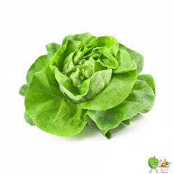 Salade feuille verte - Piéce