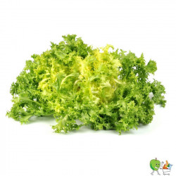 Salade frisée - Piéce