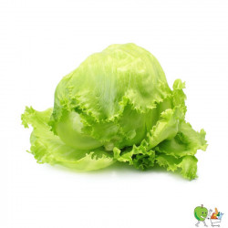 Salade Iceberg - Piéce