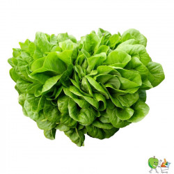 Salade Salanova - Piéce