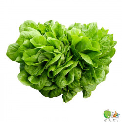 Salade Salanova - Piéce