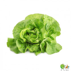 Salade pommée Bio - Piéce