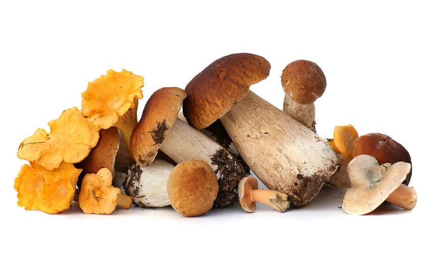 Champignons